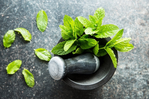 Organic Peppermint Lip Balm 15ml