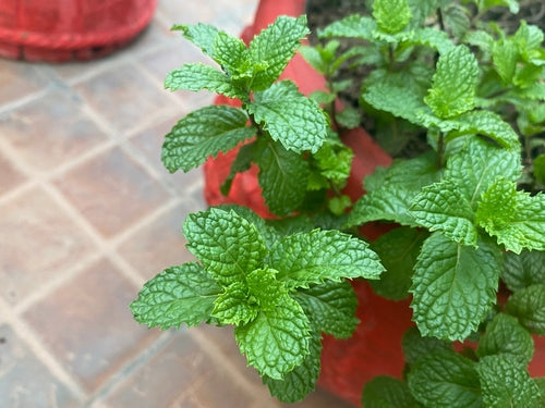 Organic Peppermint Lip Balm 15ml