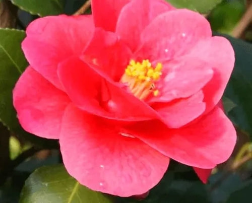 Huile de camélia bio - 100% végétale et bio - visage, corps, cheveux,